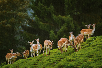 Image showing Deers near the Forest