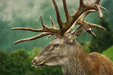 Image showing Red Deer Stag