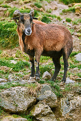 Image showing Ram on Stones