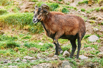 Image showing Ram on Pasture