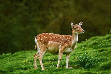 Image showing Deer at the Edge of the Forest