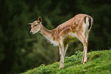 Image showing Deer at the Edge of the Forest