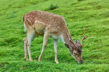 Image showing Deer on the Pasture