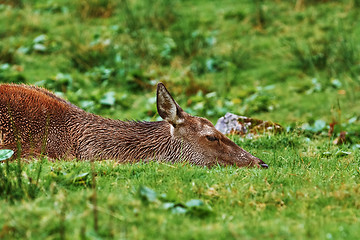 Image showing Deer on the Ground