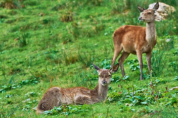 Image showing Deers on the Slope of a Hill