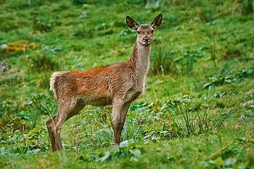 Image showing Deer on the Slope of a Hill 