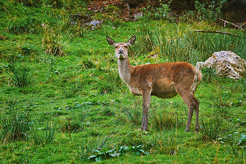 Image showing Deer in the Forest