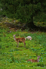 Image showing Deer in the Forest