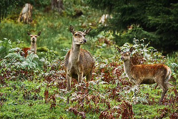 Image showing Deers in the Forest