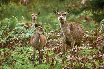 Image showing Deers in the Forest