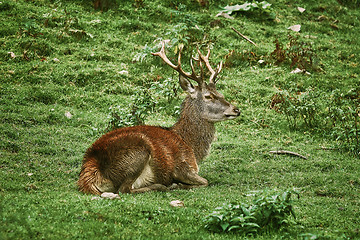 Image showing Deer Rest on the Grass