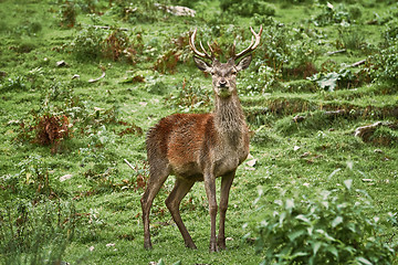 Image showing Deer Standing on the Grass