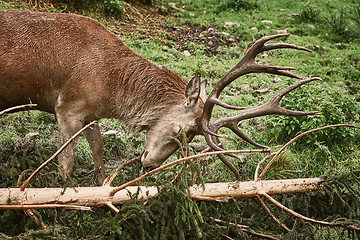 Image showing Deer Scratching Horns
