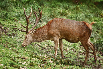 Image showing Deer Grazing on the Grass