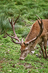 Image showing Deer Grazing on the Grass