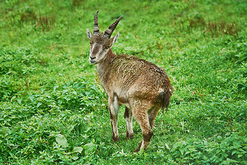 Image showing Goatling in the Grass