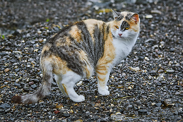 Image showing Domestic Cat on Road