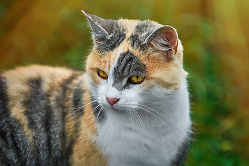 Image showing Portrait of Cat