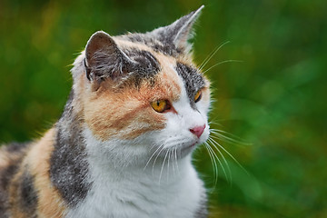 Image showing Portrait of Cat