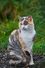 Image showing Sitting Domestic Cat 