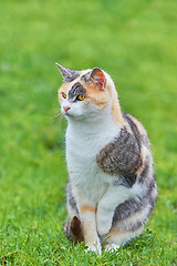 Image showing Sitting Domestic Cat