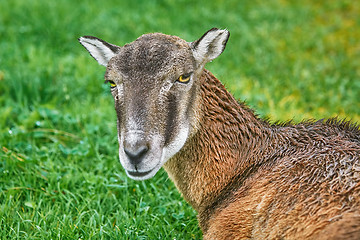 Image showing Potrtrait of a Sheep