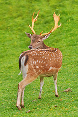 Image showing Deer Grazing on the Grass