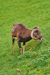 Image showing Ram on the Grass