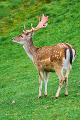 Image showing Deer Grazing on the Grass