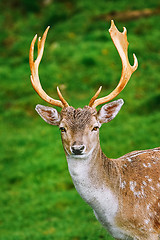 Image showing Portrait of Deer