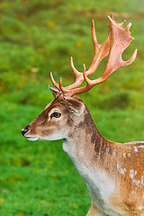 Image showing Portrait of Deer