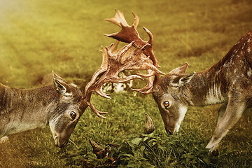 Image showing Closeup of Deer Fight