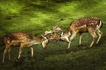 Image showing Closeup of Deer Fight