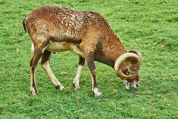 Image showing Ram on the Grass