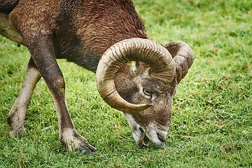 Image showing Ram on the Grass