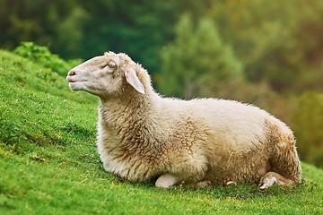 Image showing Sheep on the Grass