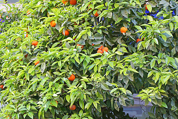 Image showing Orange Tree