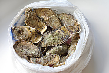 Image showing Bags of Oysters