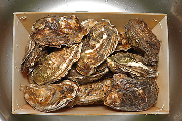 Image showing Box of Oysters