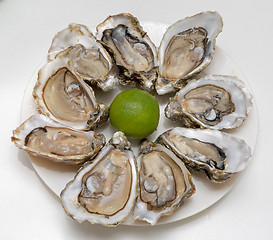 Image showing Oysters at Plate