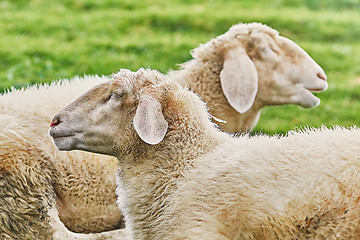 Image showing Sheeps on the Grass