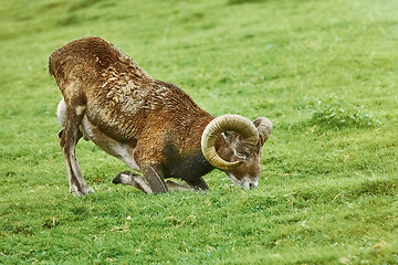 Image showing Ram on the Grass