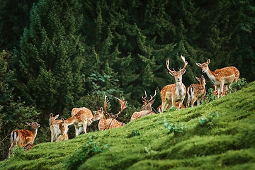 Image showing Deers near the Forest