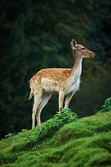 Image showing Deers near the Forest