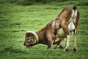 Image showing Ram on the Grass