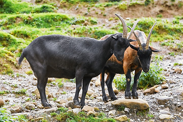 Image showing Goats on Pasture