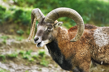 Image showing Portrait of Ram