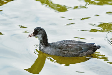 Image showing Nestling of Common Coot