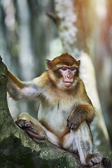 Image showing  Barbary Macaque (Macaca Sylvanus)