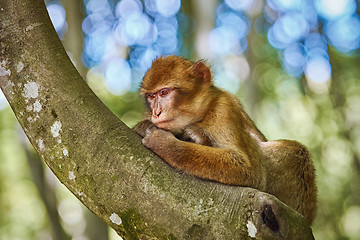 Image showing  Barbary Macaque (Macaca Sylvanus)